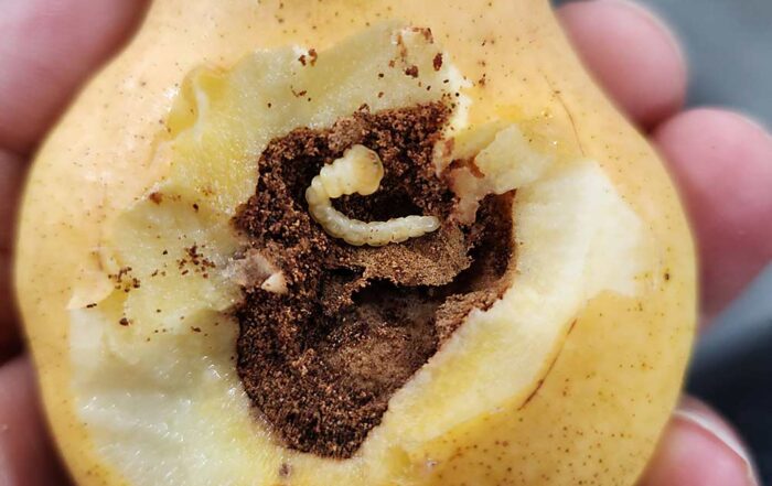 California entomologists and crop advisors are trying to find out more about a flatheaded borer that has been attacking California pears directly at the fruit in Lake County. (Courtesy Clebson G. Gonçalves/University of California Cooperative Extension)