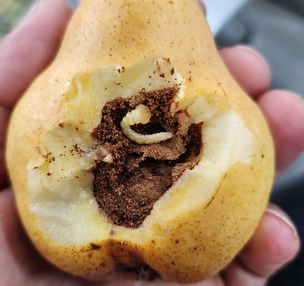 California entomologists and crop advisors are trying to discover more about a flathead borer that has been attacking California pears directly at the fruit in Lake County.  (Courtesy of Clebson G. Gonçalves/University of California Cooperative Extension)
