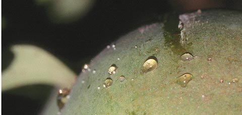 A close-up view of psylla honeydew droplets on fruit surface. 