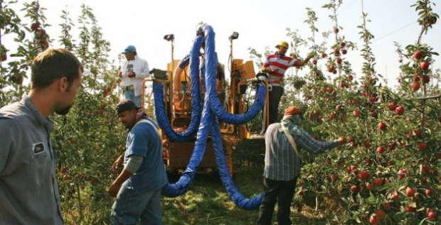 Chris Hendrickson, technician for Oxbo, looks on as pickers test the machine at a Stemilt orchard in Quincy, Washington. The two picking platforms on the machine can be hydraulically raised or lowered to adjust the area of the canopy within reach of the upper pickers. Photo by Geraldine Warner 