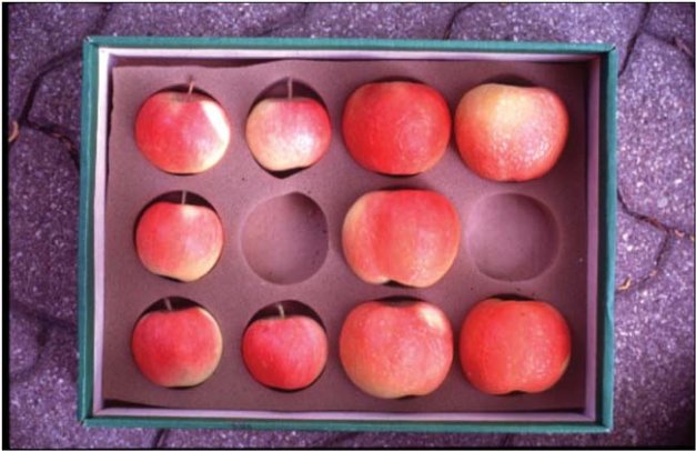 Grand Gala apples (right) weigh about 50 percent more and are 15 percent bigger in diameter than other Gala strains.