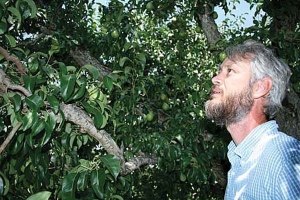 Dr. Todd Einhorn checks the light level inside a shade-covered pear tree. 