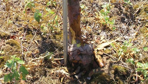 This stunted apple tree, which has a large basal canker, is in an orchard where the grower used glyphosate alone three to four times a year to control weeds. Cuts on the margin of the canker show healthy green tissue.