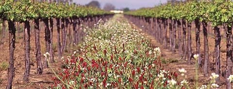 Crimson clover and alyssum are used as cover crops in this Lodi-Woodbridge vineyard. (Photo courtesy of Lodi-Woodbridge Winegrape Commission) 