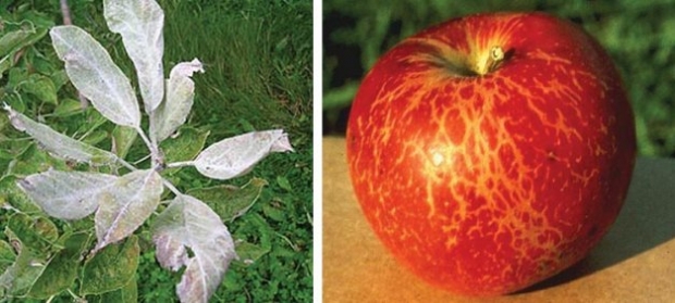 Powdery mildew appears as superficial, white powdery growth on leaves and shoots that results in the stunting and distortion of young growth. Right: ruit like this Jonathan apple, when infected with powdery mildew, are stunted and russetted, and fruit set may  be reduced.