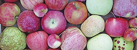 These hybrid apples all originated from the same two parents. Every apple tree that comes from a seed will be unique. The task of a breeder is to sort through the variability in apple seedlings and find new varieties. (Photo courtesy of Dr. Bruce Barritt.)