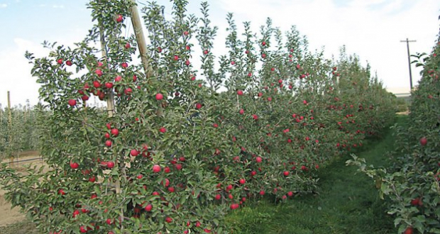 WA 2 in 2011 at Quincy, Washington, with a crop of 79 bins per acre. 