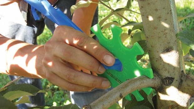 When using the Equilifruit, it should fit tightly around the selected limb, about an inch away from the trunk. The F-values on the disk show the recommended number of fruit for limbs of certain diameters. The delta value, also shown on the disk, can be added to or subtracted from the F-value to adjust amount of thinning depending on the variety or tree age, etc.