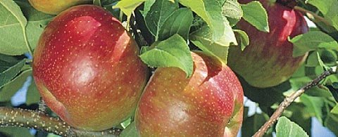 Honeycrisp plantings are not restricted in the United States, but in Europe, the variety is managed under a club system. (Photo courtesy of University of Minnesota.) 