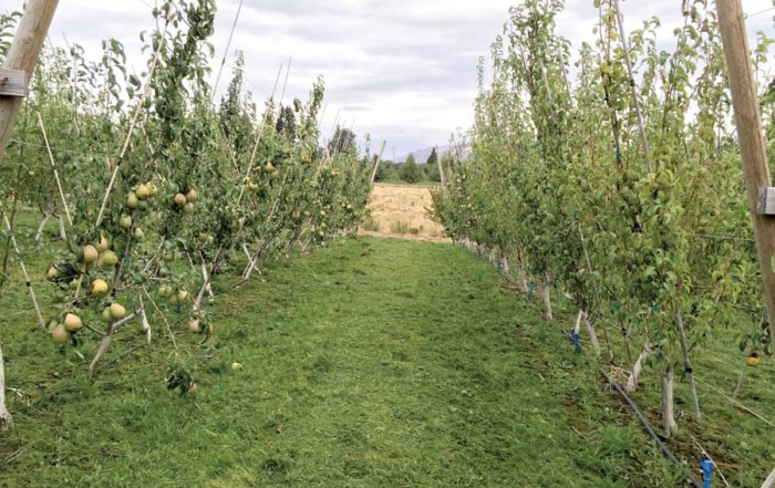 A telling comparison: A fourth-leaf d’Anjou on Amelanchier rootstock bearing fruit (left) easily outproduced the barren fourth-leaf d’Anjou on OHxF.87 on the right. (Courtesy Todd Einhorn)
