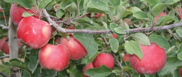 WA 38 will have a name - Good Fruit Grower