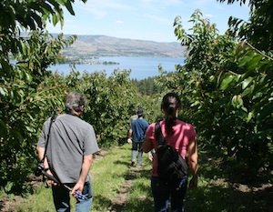 The tour visited the lakeside orchard of Ray Fuller at Chelan, who has been farming organically for almost 30 years. With its steep slopes, the orchard does not lend itself to mass production.