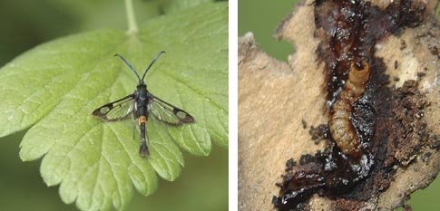 Left: Adult apple clearwing. Right: Larvae burrow under tree bark for almost two years, feeding on the cambium layer, before pupating. Young trees are particularly vulnerable.
