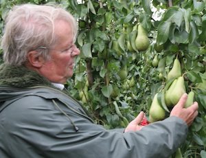 Belgian research horticulturist Tom Deckers admires a pear planting in 2011. This year's pear crop in Belgium will be 14 percent smaller, and the Belgian apple crop will be down 30 percent. 