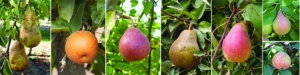 Left to right: Joseph Postman's choice pears ranks are Devoe, the Asian pear Hosui, Ayers, Russet Bartlett, and Rousselet. Top inset is Summer Blood Birne, lower inset is Klemintinka. 