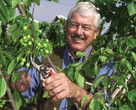 Bob Andersen retired as Cornell’s stone fruit breeder in 2004, when this picture was taken, and now works with David Cain at International Fruit Genetics.