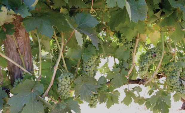 Some winemakers still insist on low yields regardless of the vine’s balance or capacity to ripen fruit to maturity. In some winery circles, these Zinfandel grapes could be candidates for cropload adjustment. Photo by Melissa Hansen 