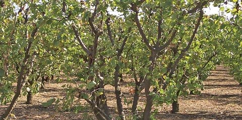 The versatile Patterson variety is the most widely planted apricot in California and can be used in fresh and processed markets.