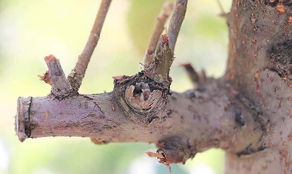 Where it’s not possible to cut back 12 inches, research indicates cutting fire blight-infected branches to leave a 5-inch stub from structural wood reduces the number of cankers and the risk of systemic infection. (Courtesy Tianna DuPont/Washington State University)