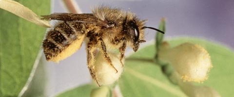 Hornfaced bee (Osmia cornifrons). Photo by Dr. Suzanne Batra