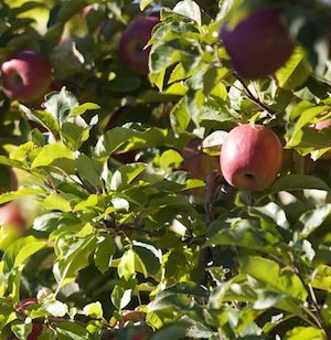 New Zealand expects to export fewer than 3 million boxes of Braeburn this season, down from 8 million in 2005. Courtesy Pipfruit New Zealand.