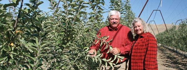 Jim and Rena Doornink planted this block of Jazz apples last spring. Jazz will fill a gap in their harvest schedule between Honeycrisp and Fuji, keeping their crew busy all summer long.