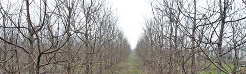 A demonstration and research orchard in China's Shaanxi Province.