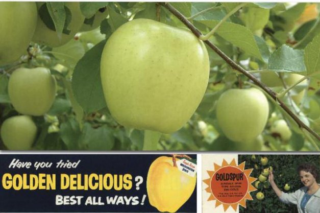 Top: The russet-resistant Smoothee, discovered in 1958, is the widest planted strain of Golden Delicious in the United States. (Photo courtesy of Willow Drive Nursery.) Bottom left: A promotion card that the Washington Apple Commission used in 1958–1959. Bottom Right: Goldspur, shown in the Van Well Nursery catalog of 1963, was a bud mutation of Golden Delicious discovered by Grady Auvil. It was a heavy bearer but more prone to russet than a standard Golden. (Photo courtesy of Van Well Nursery.)