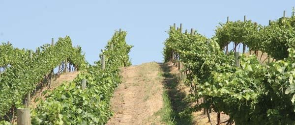 A new interest in clones and lesser-known varieties will drive vineyard plantings in Washington state in the next ten years, say industry experts.