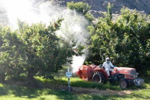 Brandon Mulvaney from Washington Tree Fruit Research Commission applies a spray application for the cherry residue trial in 2012 in a Bing block in Douglas County, Wash. Courtesy Tory Schmidt/Washington Tree Fruit Research Commission