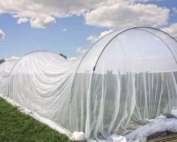 Organic researchers are evaluating various kinds of materials to separate insects from fruit, such as this netting in a Stephentown, New York, blueberry field. They found no difference in temperature inside and outside the structure, only a slight increase in relative humidity inside and said insect exclusion results were “encouraging.” So, too, are the results of a similar test of this netting by a group of scientists near Montreal, Quebec. (Courtesy of Greg Loeb, Cornell University-Geneva)