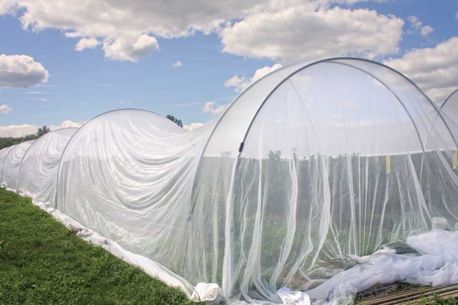 Organic researchers are evaluating various kinds of materials to separate insects from fruit, such as this netting in a Stephentown, New York, blueberry field. They found no difference in temperature inside and outside the structure, only a slight increase in relative humidity inside and said insect exclusion results were “encouraging.” So, too, are the results of a similar test of this netting by a group of scientists near Montreal, Quebec. (Courtesy of Greg Loeb, Cornell University-Geneva)