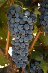 Cabernet Sauvignon grapes National Grape Registry, UC-Davis 