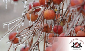 Apples that hang on the tree well into winter aren’t crucial to making ice cider, but they lend an air of authenticity similar to that surrounding ice wine. 