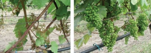 Left: The control vines of Madeleine Angevine, not tented. Right: This photo was taken the same day in August as the Madeleine Angevine control vine photo above, but these vines were tented.