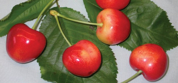 Starletta blush cherries were bred in Summerland, British Columbia. Photo courtesy of PICO