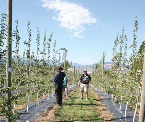 Oregon State University agricultural economist Clark Seavert, pictured in a high-density pear trial block at Hood River, Oregon, says most growers are playing not to lose, rather than playing to win. (Geraldine Warner/Good Fruit Grower)