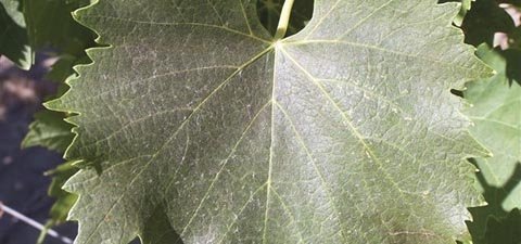 Bronzing of grape leaves in the summer is a telltale sign of grape rust mite. (Photo courtesy of Washington State University)