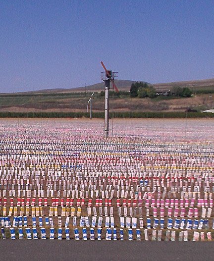 This planting off Lateral A in Wapato, Washington, caught the eye of Luke Anderson, field horticulturist with Holtzinger Fruit Company in Yakima, Washington, this spring. Anderson said commercial nursery trees are in short supply, and this grower apparently decided to devote 10 to 15 acres to growing nursery trees at the orchard, even though it means being out of production for additional time. 