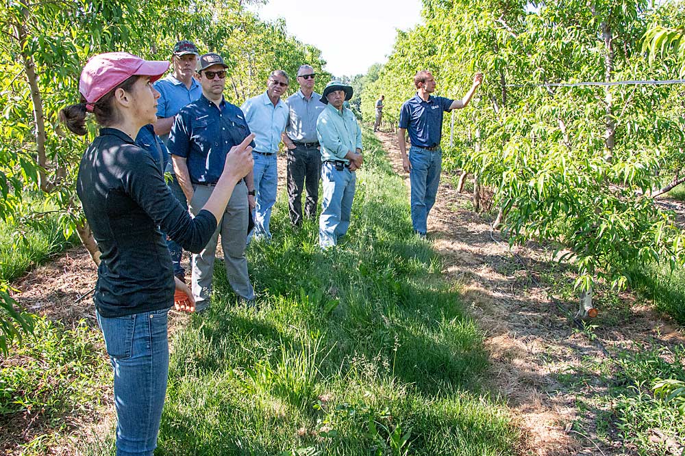 MSU Extension specialist Anna Wallis, foreground, discusses Accede chemical thinning results on peaches at Windy Ridge Orchards in June. The field day was held a few weeks after Accede was applied. (Matt Milkovich/Good Fruit Grower)