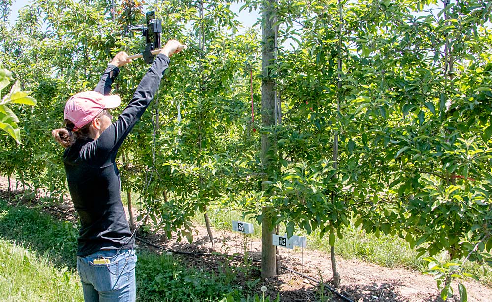 MSU Extension specialist Anna Wallis demonstrates Farm Vision’s handheld tool in a Michigan orchard in June. Wallis, who’s been working with computer vision companies in North America and Europe for the past couple of years, said the technologies in development have a lot of potential benefits for apple growers. (Matt Milkovich/Good Fruit Grower)