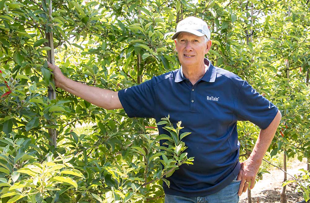 Phil Schwallier in one of his orchard blocks near Sparta, Michigan, in June. After spending more than four decades as a Michigan State University extension educator, Schwallier retired last year and is now strictly an apple grower. (Matt Milkovich/Good Fruit Grower)