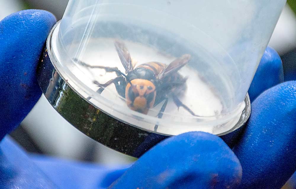 As part of a current Washington eradication project, a northern giant hornet is tucked away for study in August 2021 after removal of three nests from private property in Whatcom County. (Courtesy Karla Salp/Washington State Department of Agriculture)