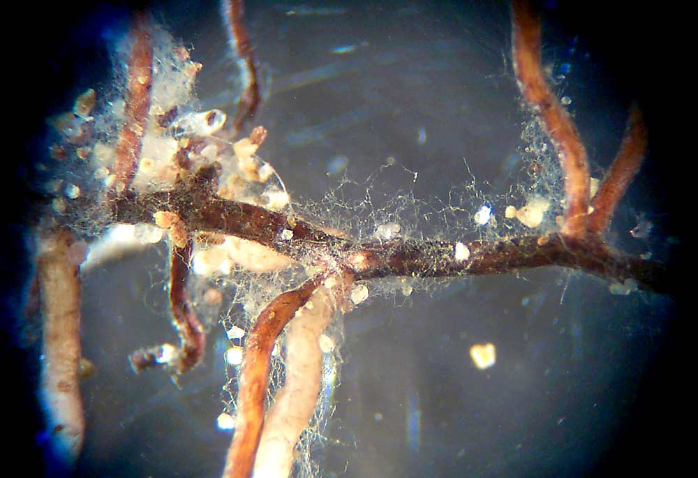 Microbes colonizing grapevine roots in the lab of Penn State University professor emeritus David Eissenstat. The size, function and location of grapevine roots influences their interactions with microbes in the soil. (Courtesy David Eissenstat/Penn State University)