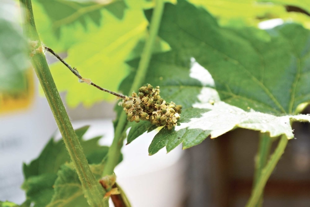 Aborted grape flower due to inadequate soil moisture during bud break. Courtesy Hemant Gohil