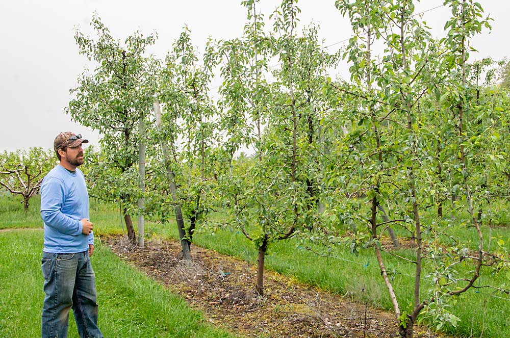 Bruce Hollabaugh stands near multileader pear trees at his Pennsylvania orchard in May 2018. Like some other Pennsylvania growers, the Hollabaughs have expanded their pear acreage in the last few years, planting higher-density trees that are more resistant to fire blight. (Kate Prengaman/Good Fruit Grower)