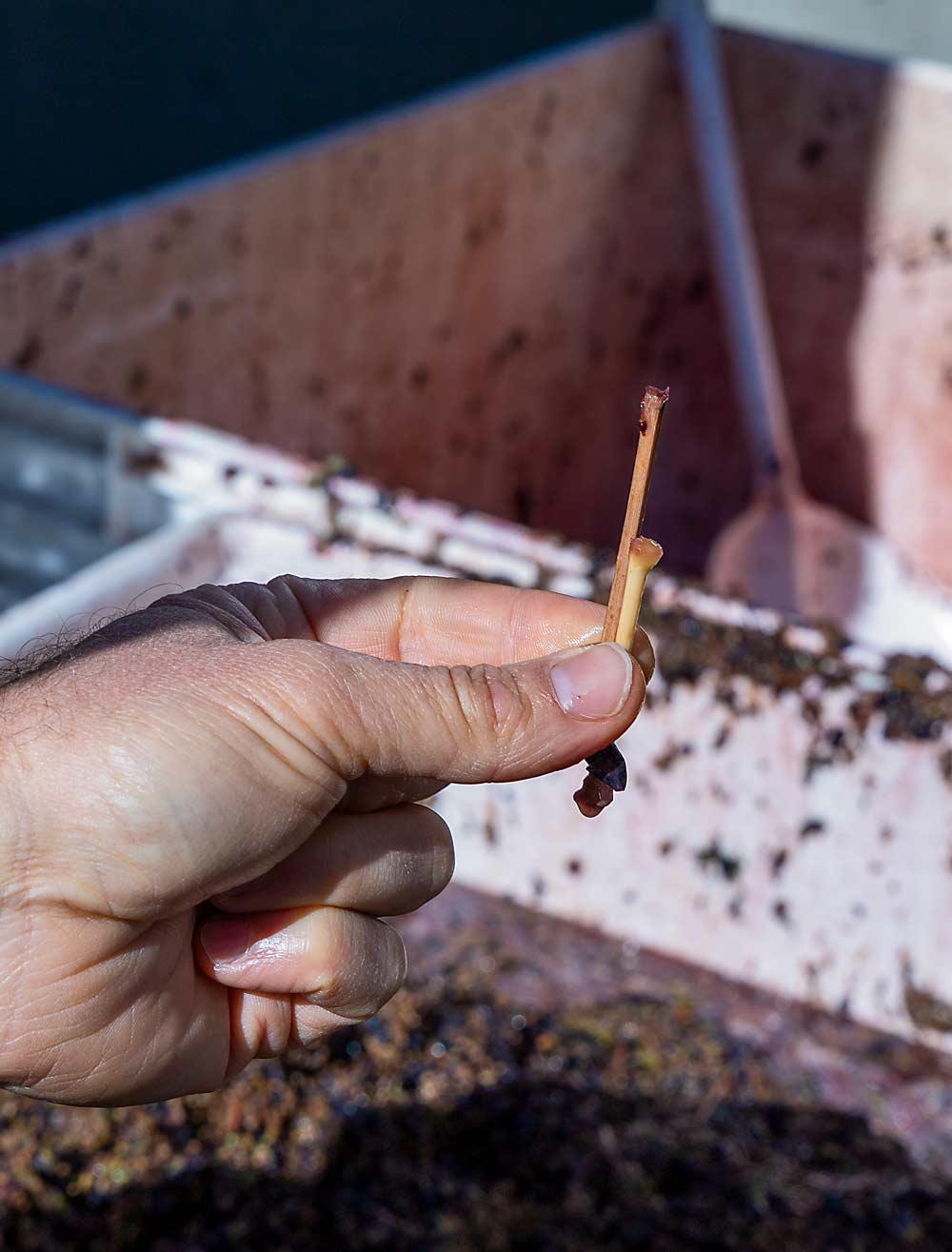 After a frost, petioles like this can carry terpenes that can result in an undesirable “rose” flavor, which is why Miller is pleased with the mounds of petioles now rejected by his new Pellenc destemmer. (Kate Prengaman/Good Fruit Grower)