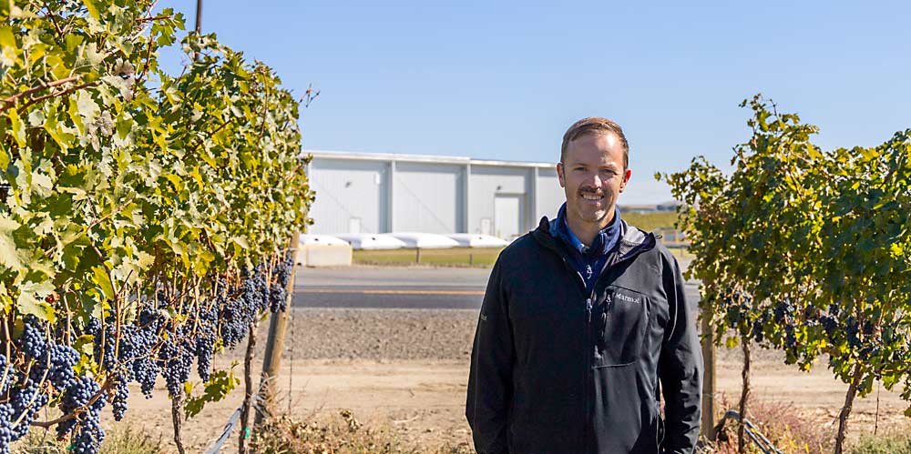 Marcus Miller of Airport Ranch Wine Estates in Sunnyside, Washington, stands in a block of Cabernet Sauvignon awaiting harvest, while keeping a close eye on the forecast, in early October. Outside the winery behind him, white flexitanks hold wine; Airfield uses them to free up tank space if it needs to bring in all the Cabernet in a hurry, to beat a frost, Miller said. (Kate Prengaman/Good Fruit Grower)