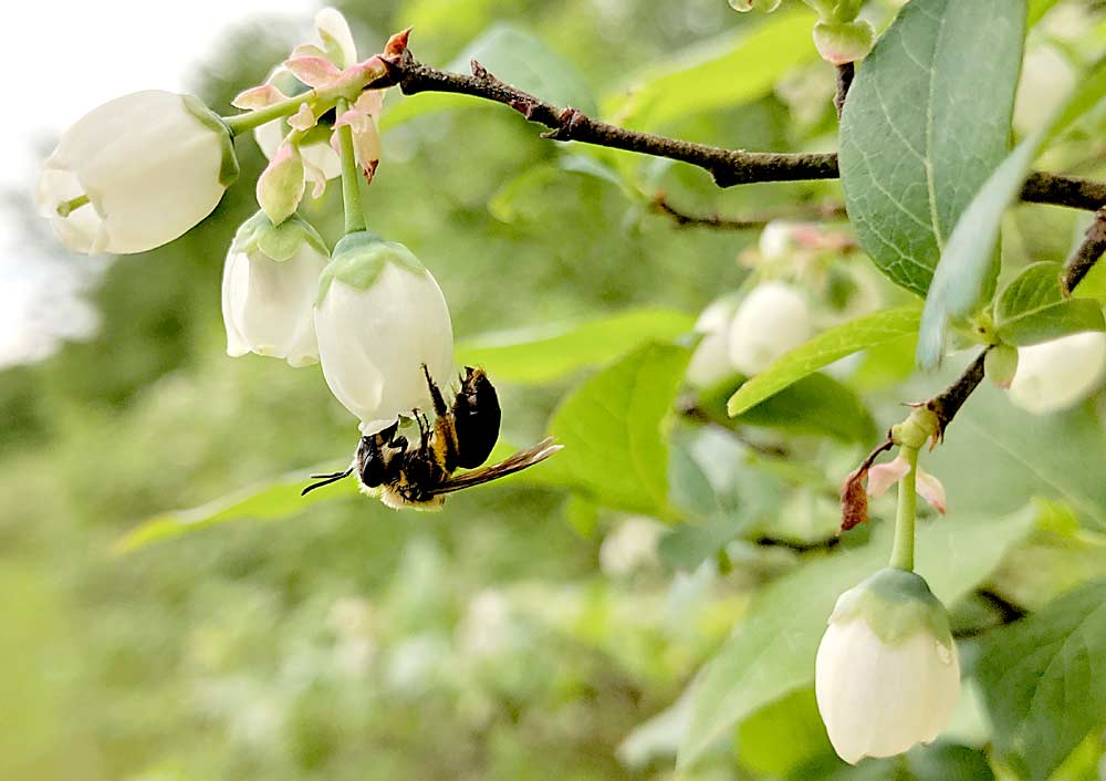 A mining bee, Andrena, on a Michigan blueberry flower in May 2019. The population of mining bees in Southwest Michigan’s blueberry fields has declined significantly. For some species of mining bee, blueberry pollen is their only food source. (Courtesy Kelsey Graham/Michigan State University)