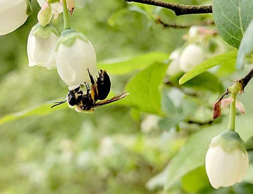 Researchers continue blueberry pollination survey